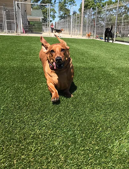 Dog-Area Dog-Area